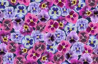 Forbo Flotex Image 000538 multifloral, 000410 pink floral