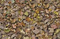 Forbo Flotex Image 000450 woodchip, 000509 autumn leaves - green