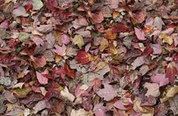 Forbo Flotex Image 000509 autumn leaves - green, 000532 red leaves