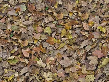 Forbo Flotex Image 000509 autumn leaves - green